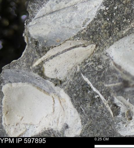 Limopsis striatopunctatus