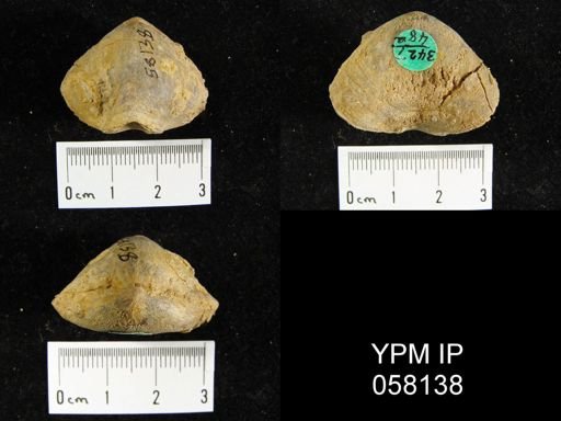 Meristella atoka