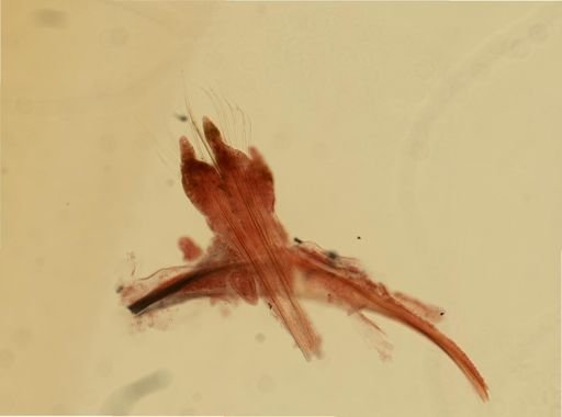 Glycera