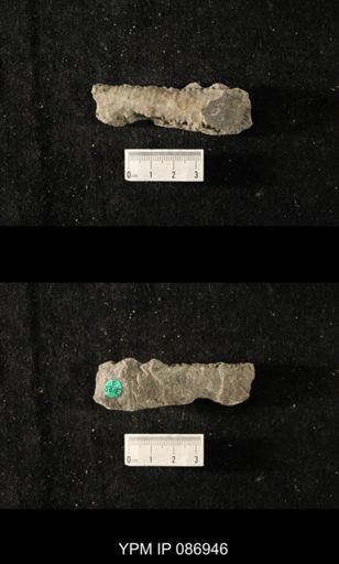 Protocycloceras lamarcki