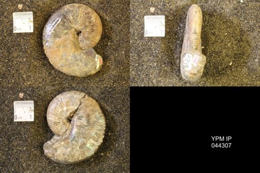 Hoploscaphites comprimus