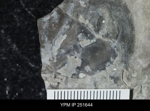 undet. Eurypterida