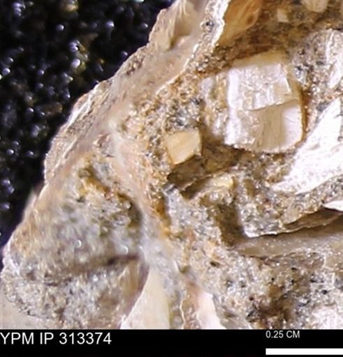 Corbicula sp.