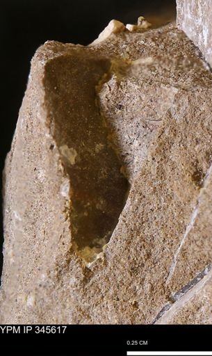undet. Mollusca