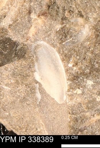 undet. Mollusca