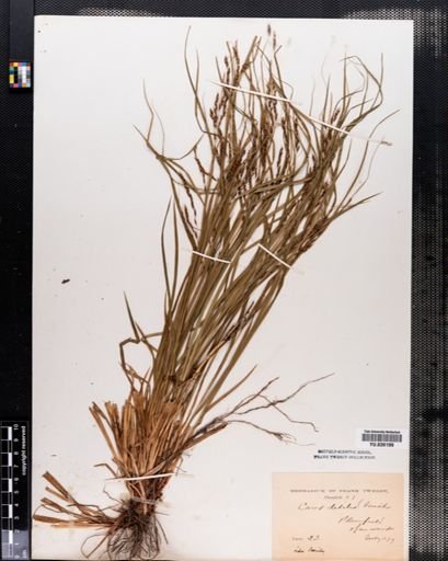 Carex debilis