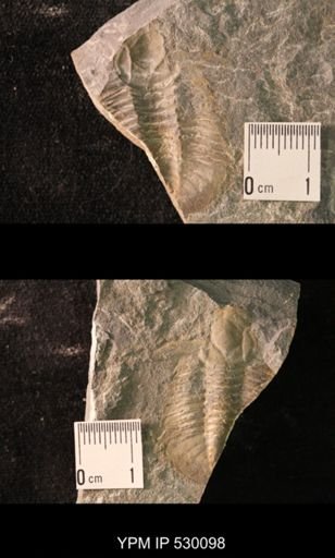 Dolichometopidae