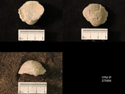 Pustula nebrascensis