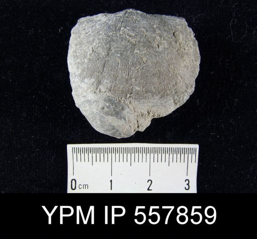 Strophodonta sp.