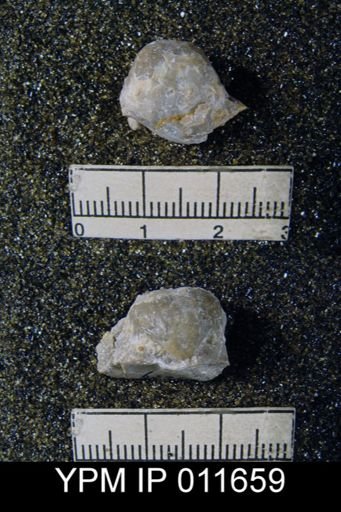 Marginifera cristobalensis