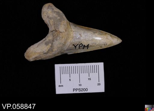 Cretoxyrhina mantelli