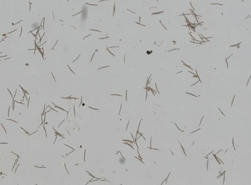 Haliclona sp.