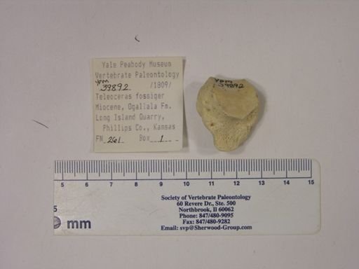 Teleoceras fossiger