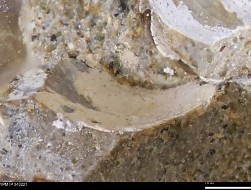 undet. Bivalvia