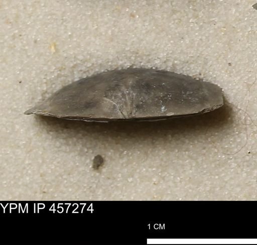 Pholidostrophia iowaensis
