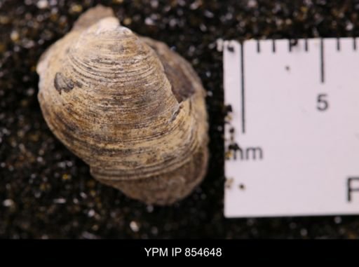 Limopsis striatopunctatus