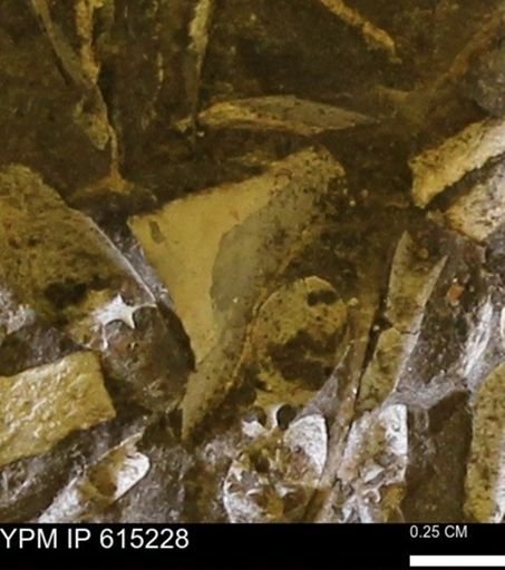 undet. Mollusca