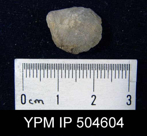Strophomena sp.