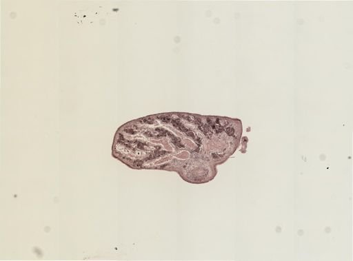 Foviella