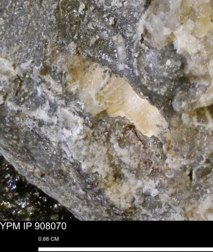 undet. Mollusca