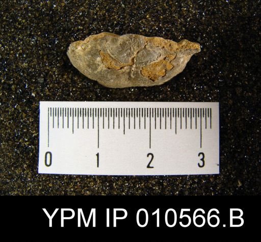 Productus occidentalis