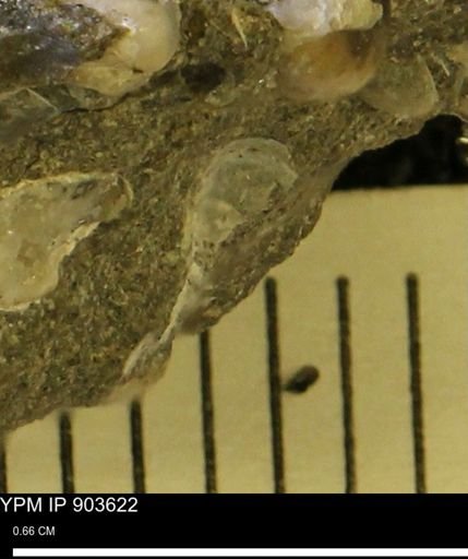 undet. Mollusca