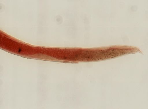 Cosmocercoides dukae