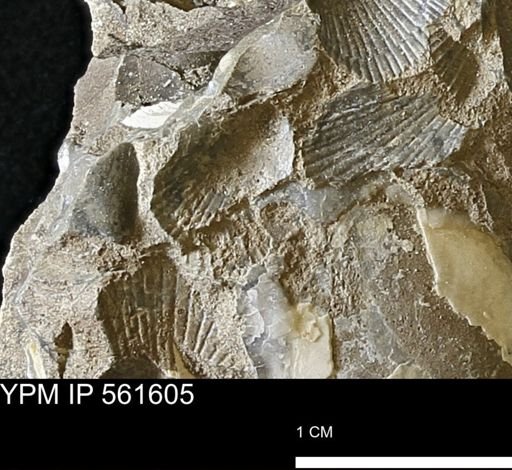 Oxytoma?