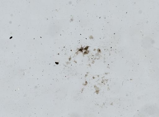 Holothuroidea