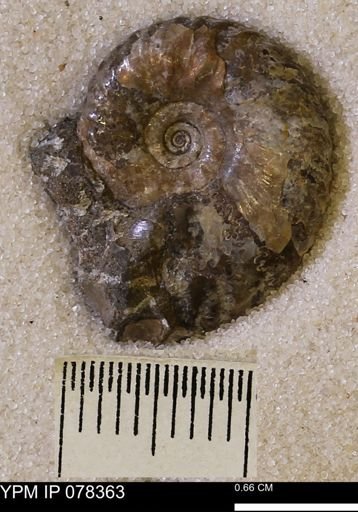 Hoploscaphites comprimus