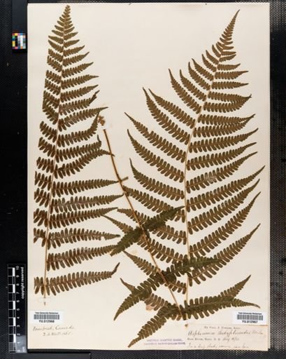 Athyrium
