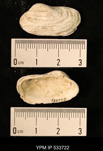 Hiatella arctica