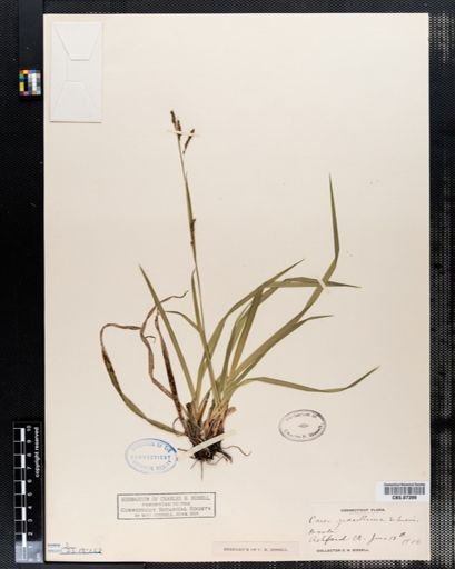 Carex gracillima