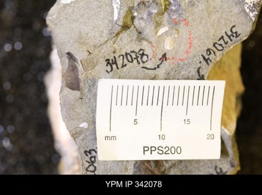 Hoploscaphites sp.