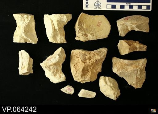 undet. Mosasauridae