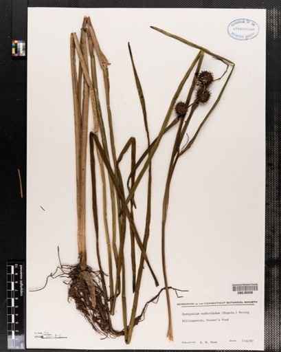 Sparganium androcladum