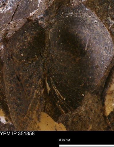Limopsis striatopunctatus