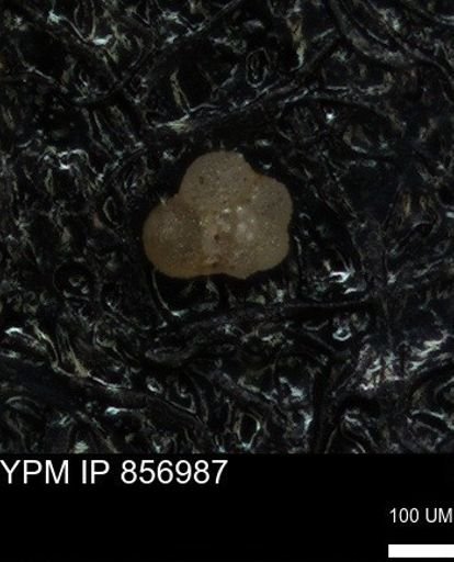 undet. Foraminiferida