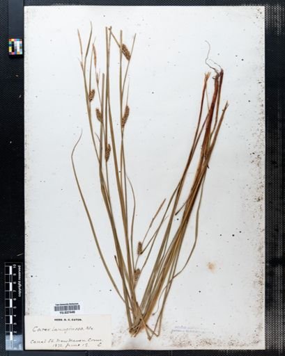 Carex lanuginosa