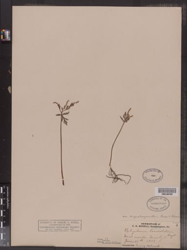 Botrychium lanceolatum