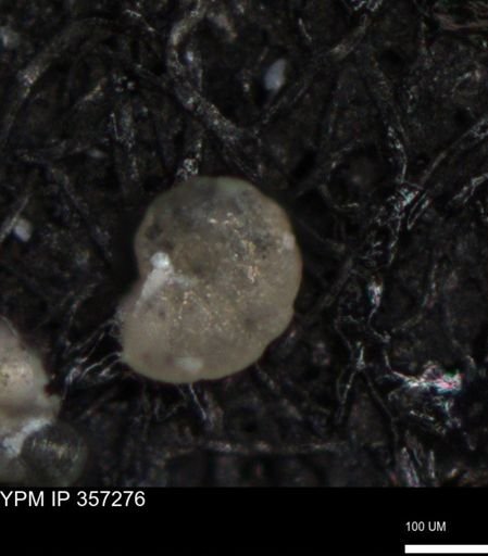 undet. Foraminiferida