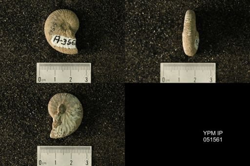 Hoploscaphites nicolletii