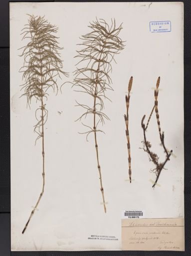 Equisetum pratense