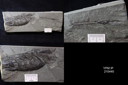Erettopterus