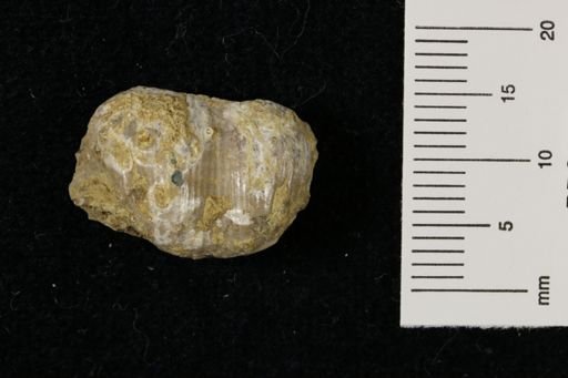 Marginifera wabashensis