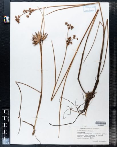 Juncus canadensis