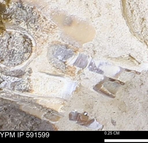 Serpulidae