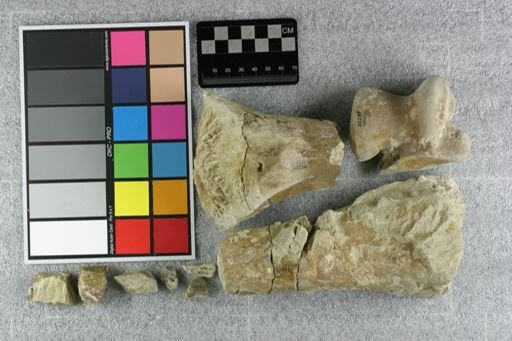 Subhyracodon sp.