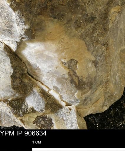 undet. Mollusca