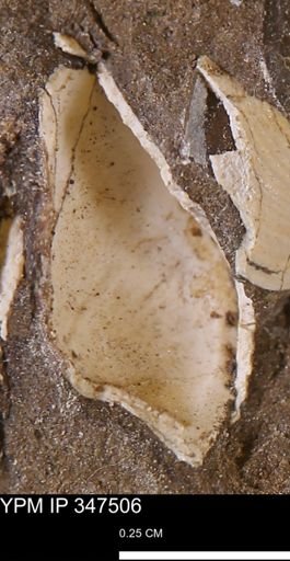 Parallelodon (Cosmetodon) sp.